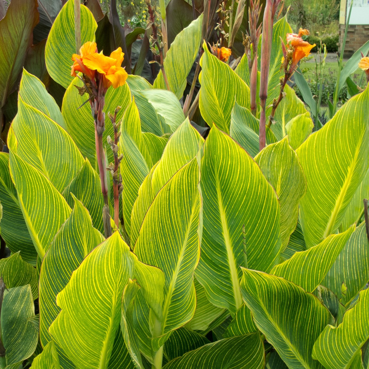 Canna 'Tropicanna Gold'