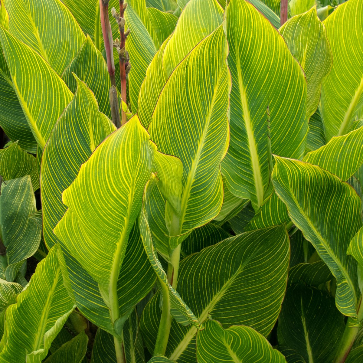 Canna 'Tropicanna Gold'