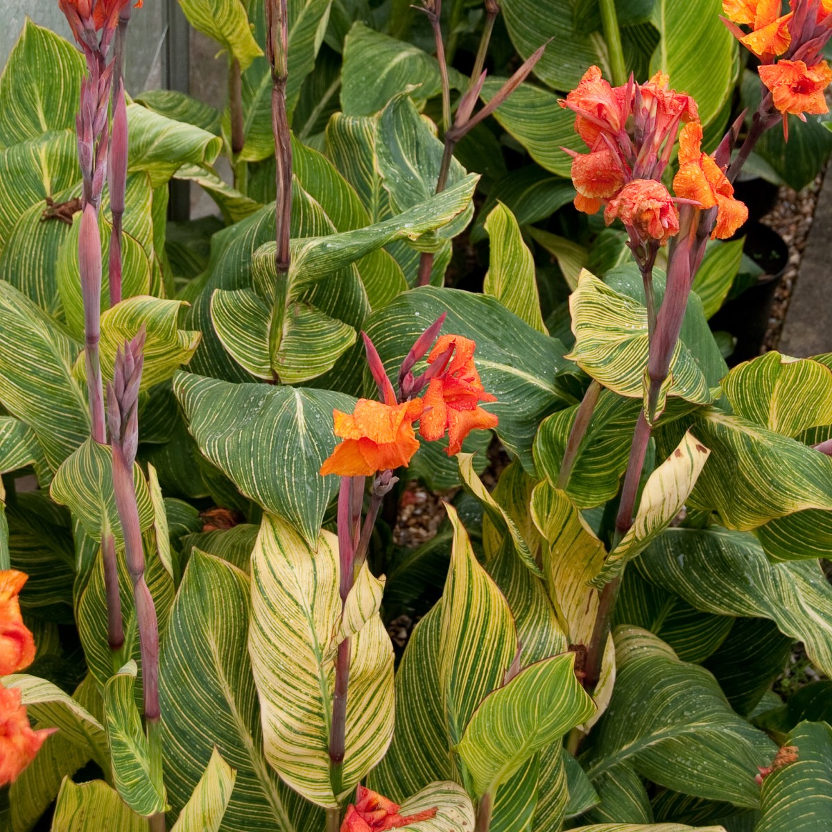 Canna 'Tropicanna Gold'