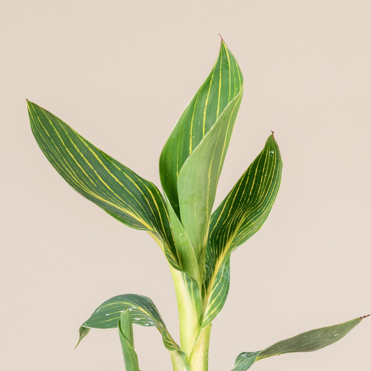 Canna 'Tropicanna Gold'