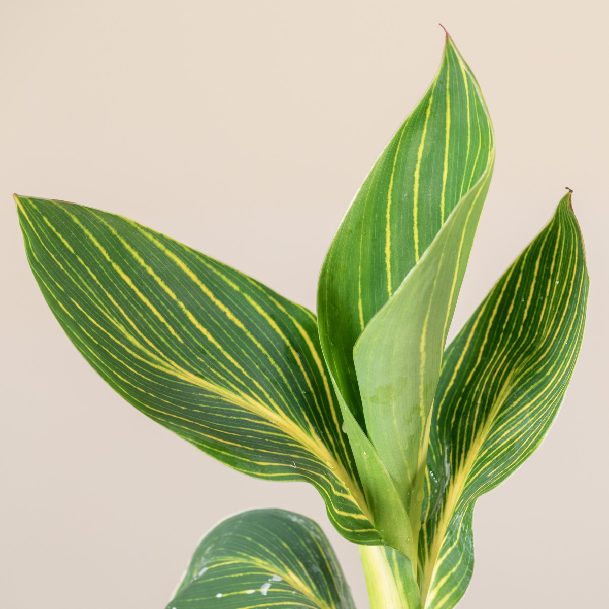 Canna 'Tropicanna Gold'