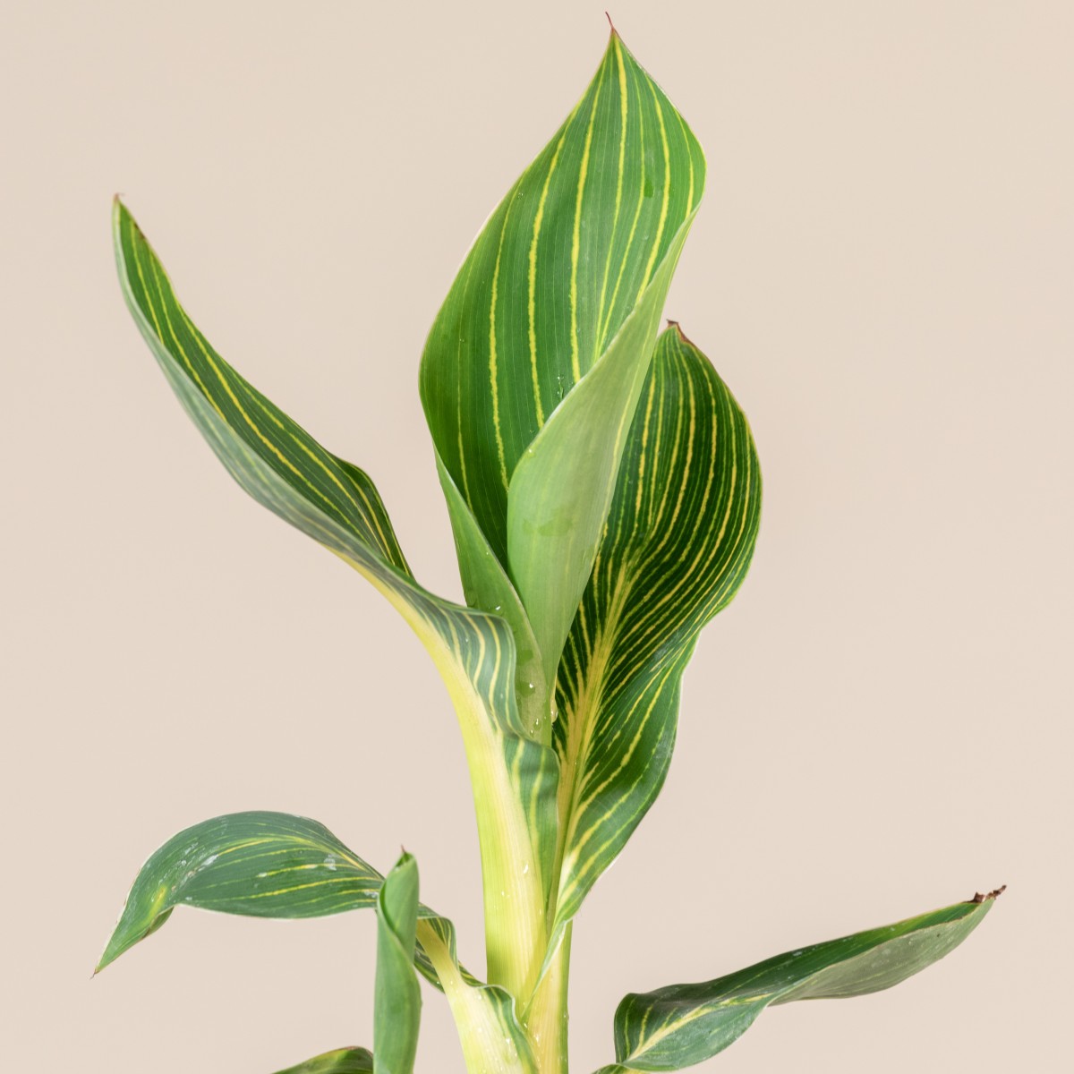 Canna 'Tropicanna Gold'