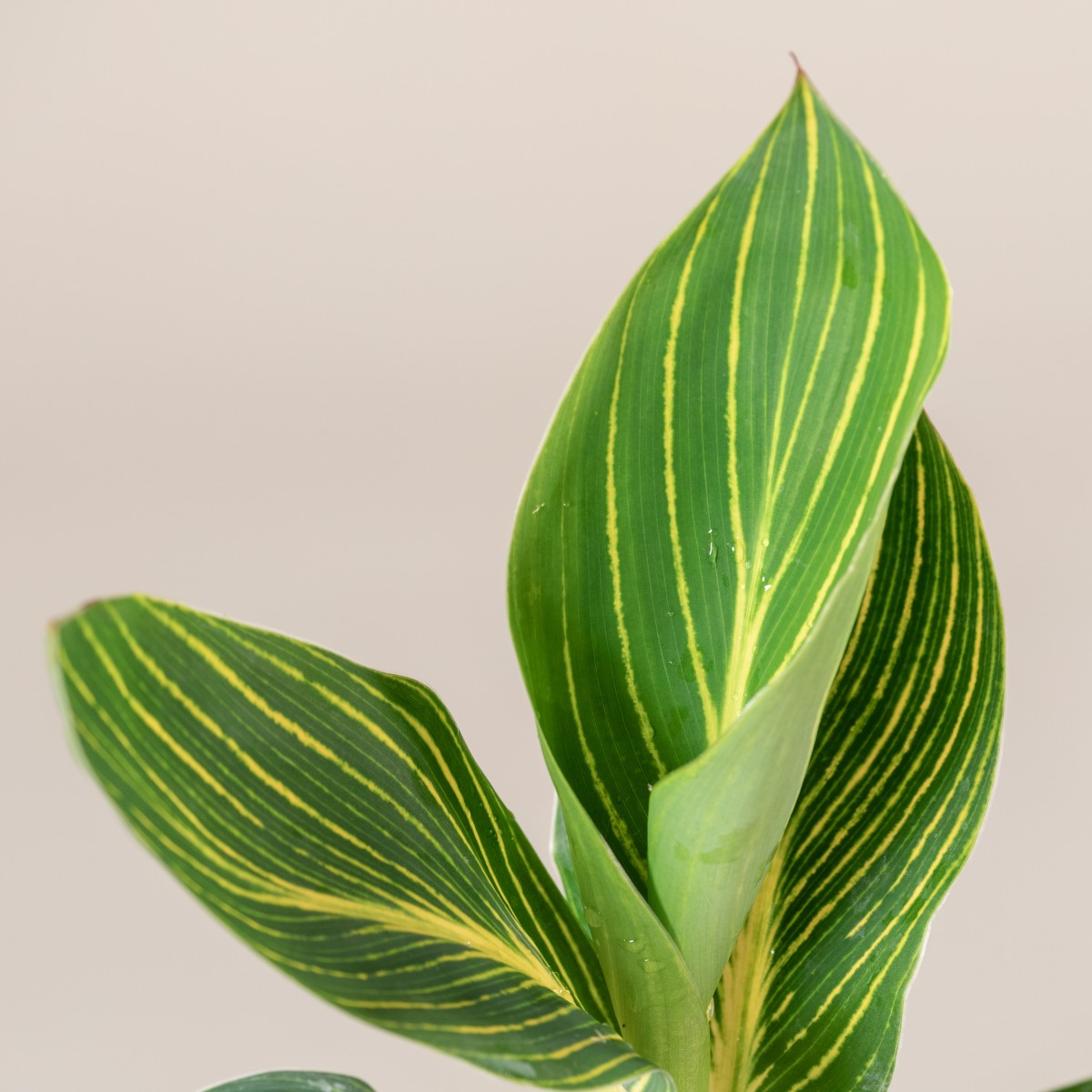 Canna 'Tropicanna Gold'