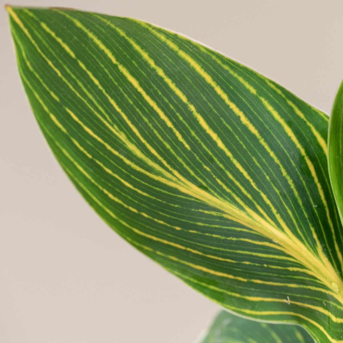 Canna 'Tropicanna Gold'