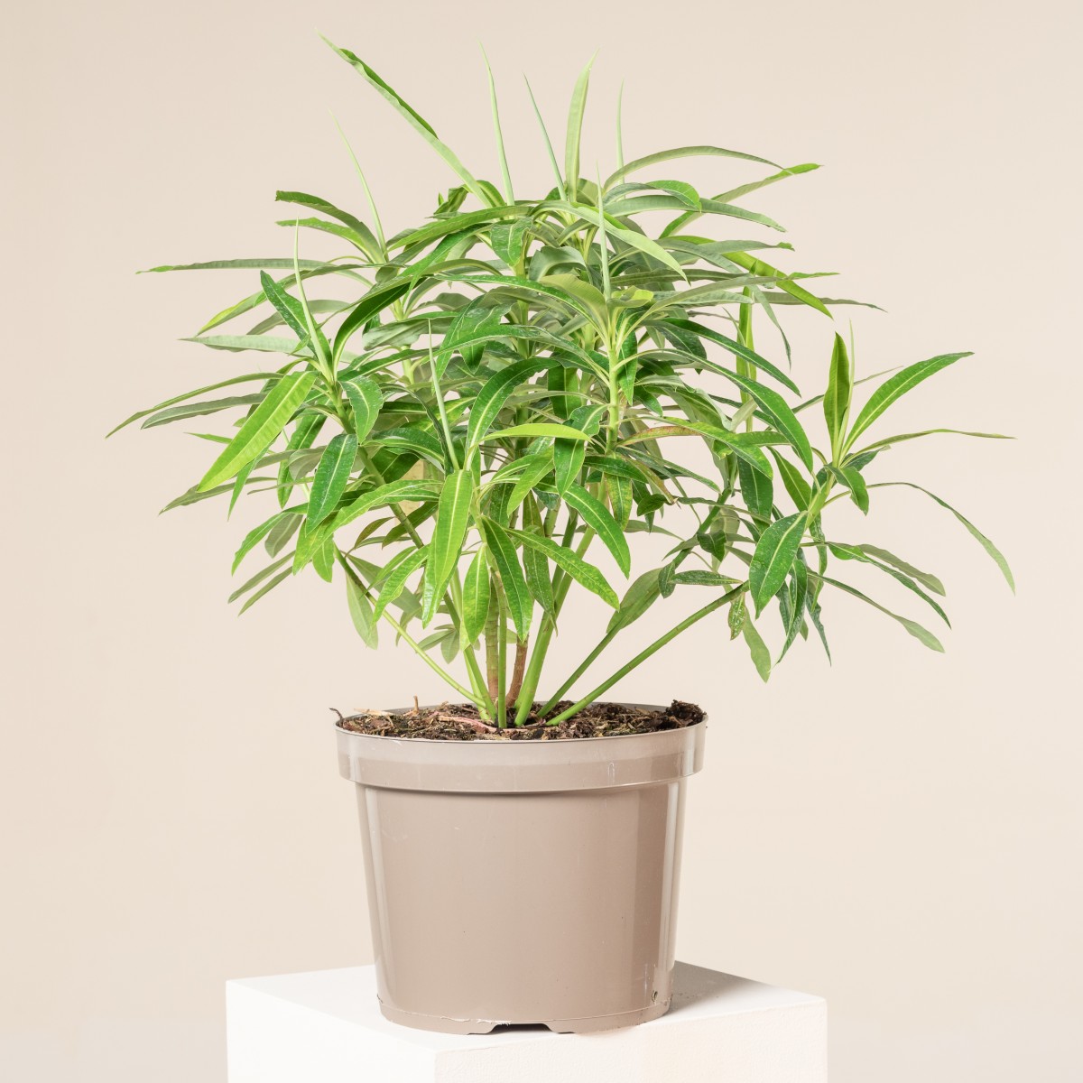 Euphorbia mellifera