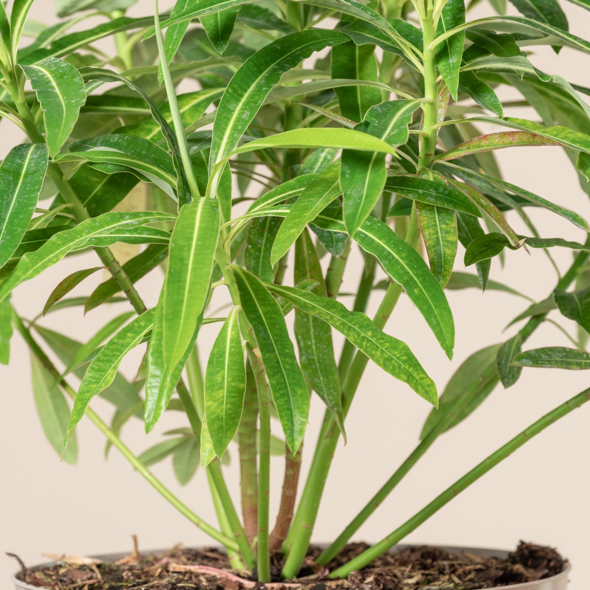 Euphorbia mellifera
