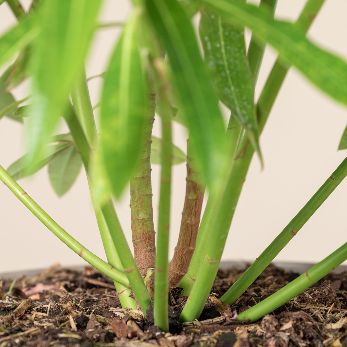 Euphorbia mellifera