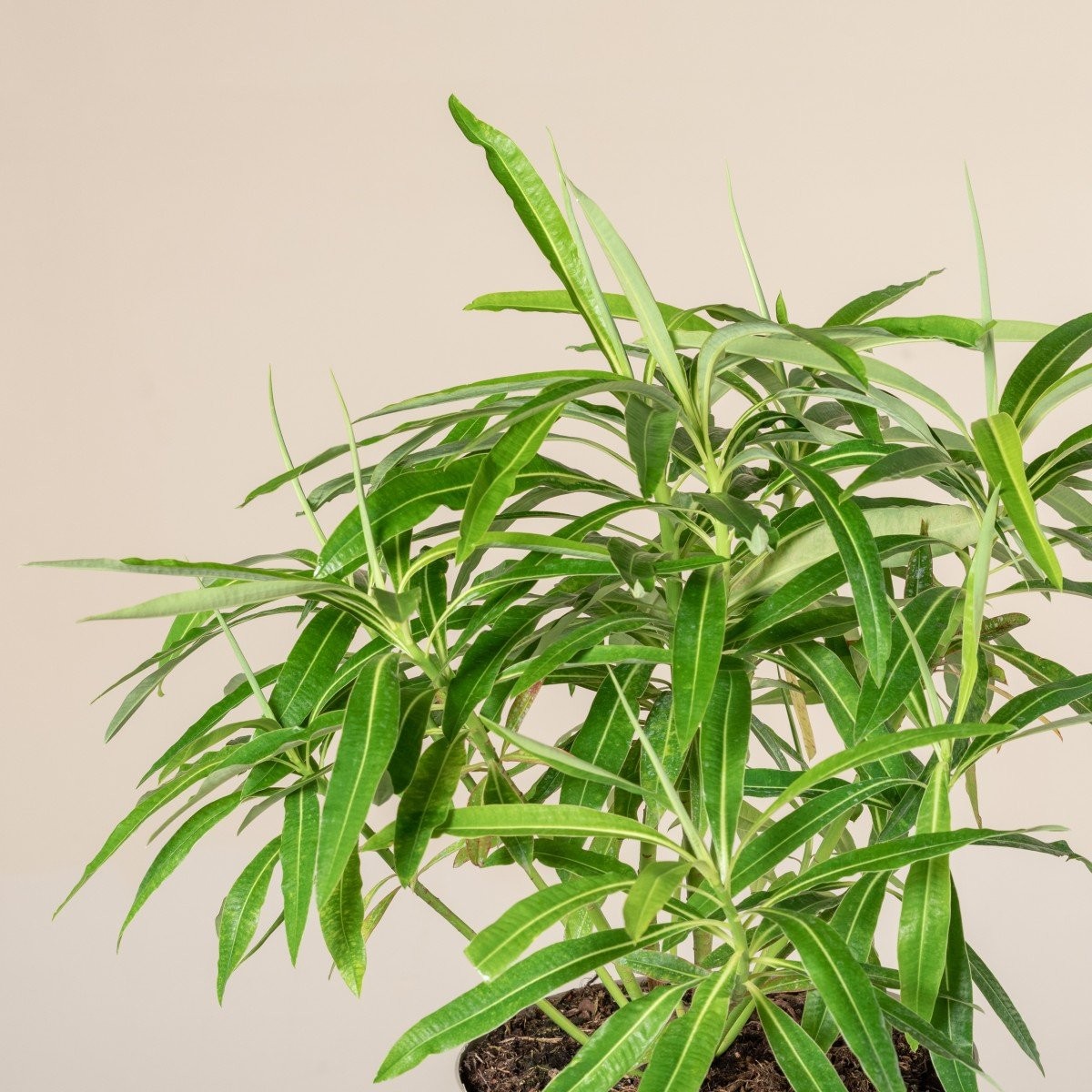 Euphorbia mellifera