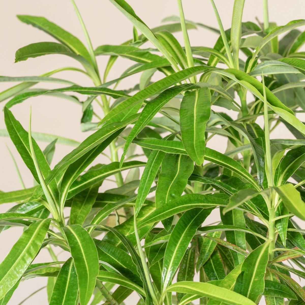 Euphorbia mellifera