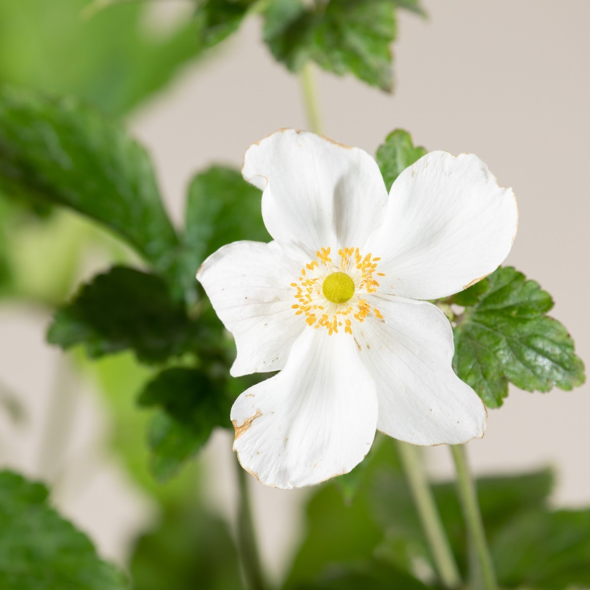 Anemone 'Honorine Jobert'