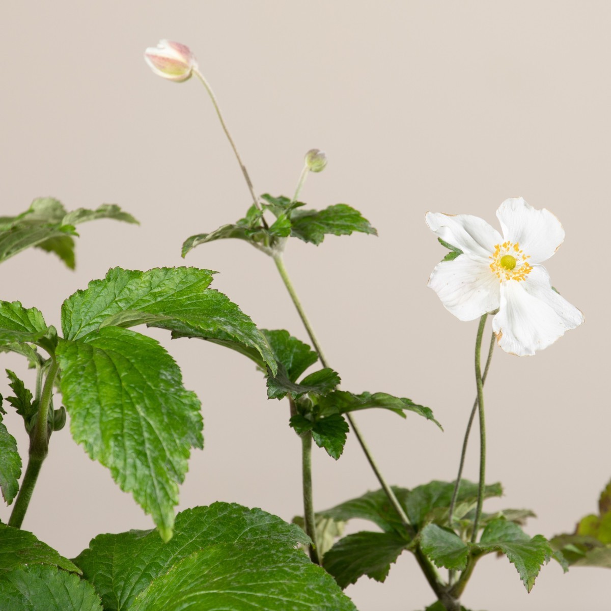 Anemone 'Honorine Jobert'