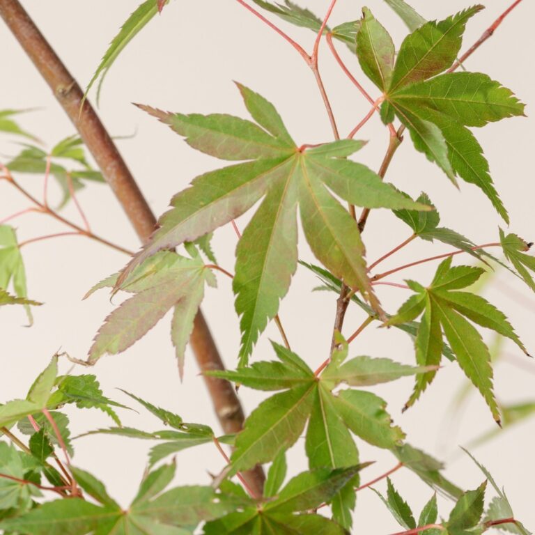 Acer palmatum 'Katsura'