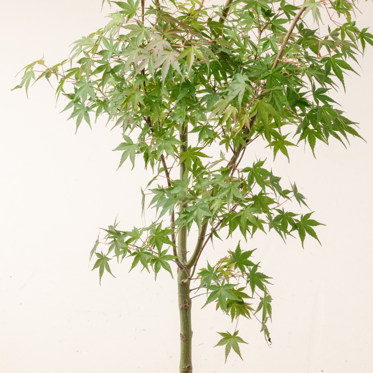 Acer palmatum 'Katsura'