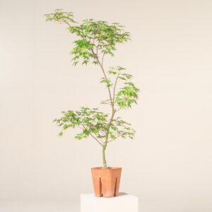 Acer palmatum 'Beni Tsukasa'