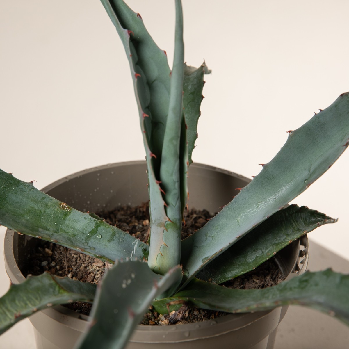 Agave chrysantha