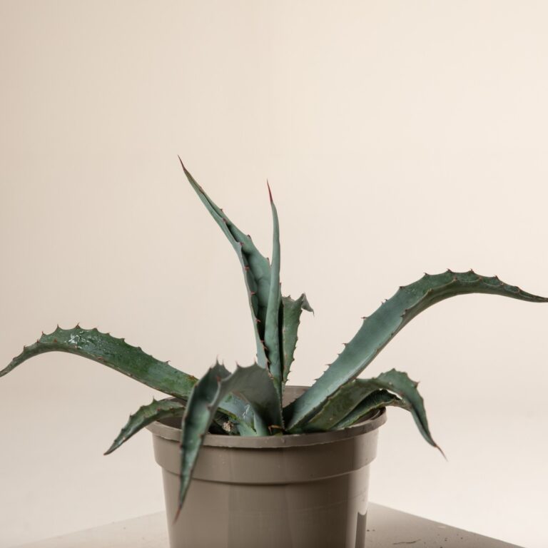 Agave chrysantha