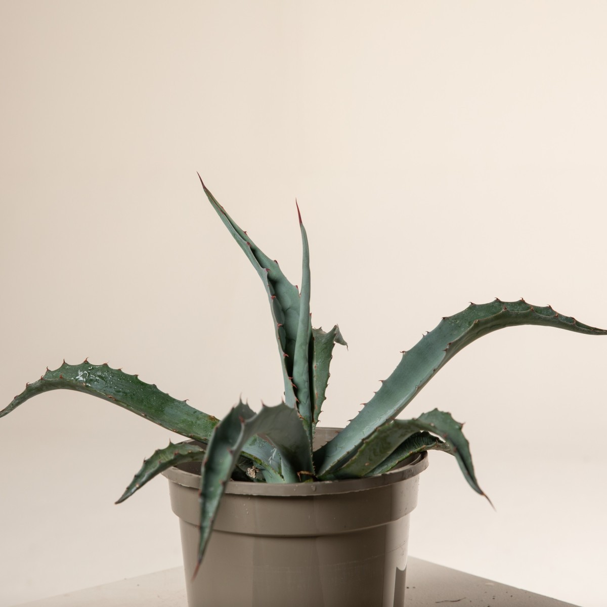Agave chrysantha