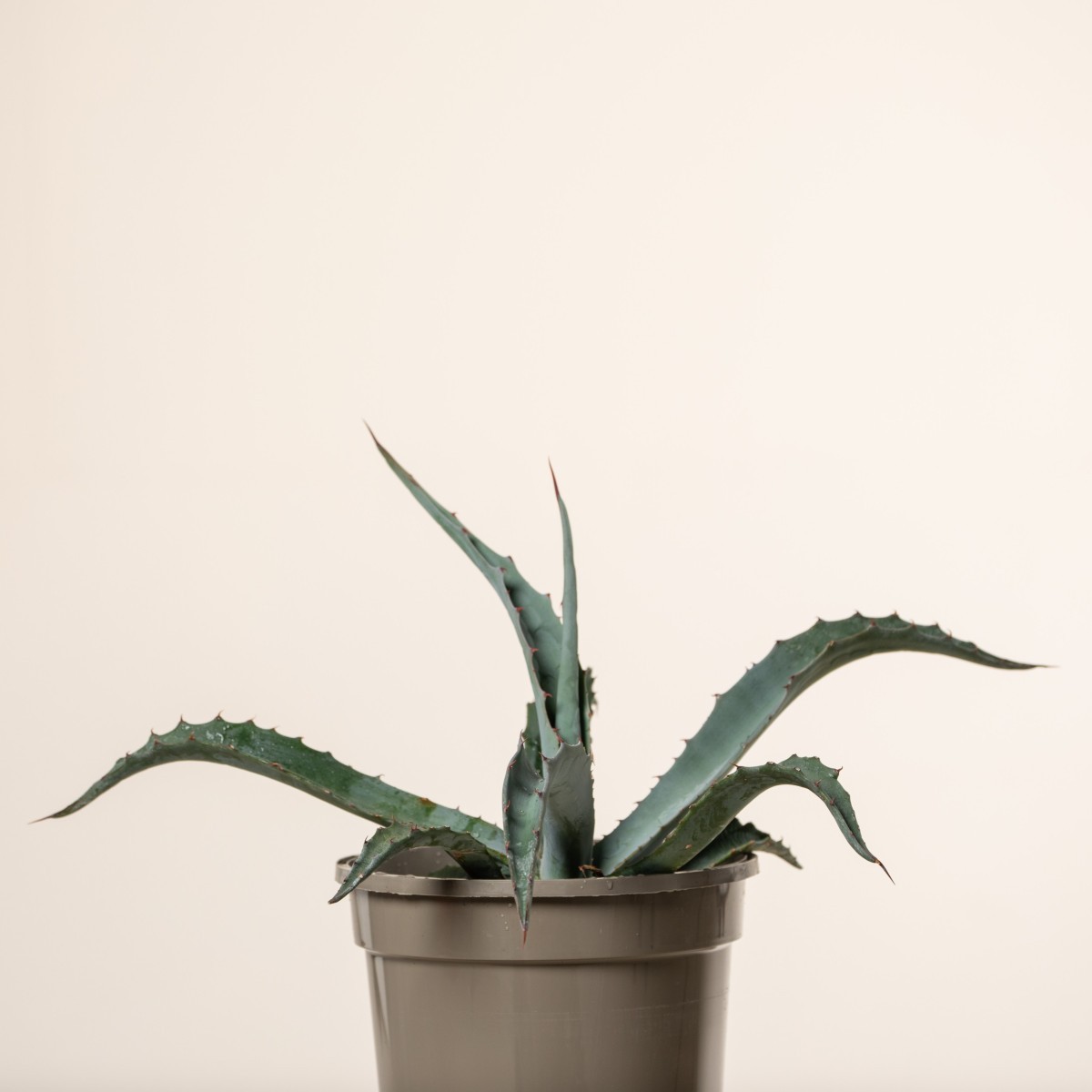 Agave chrysantha