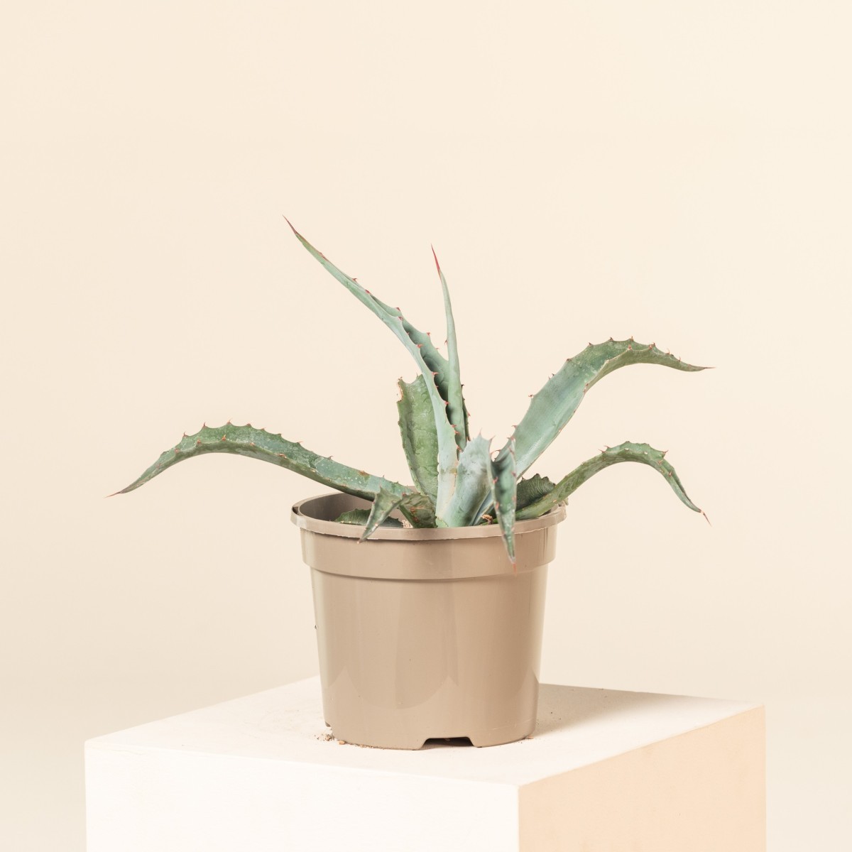 Agave chrysantha