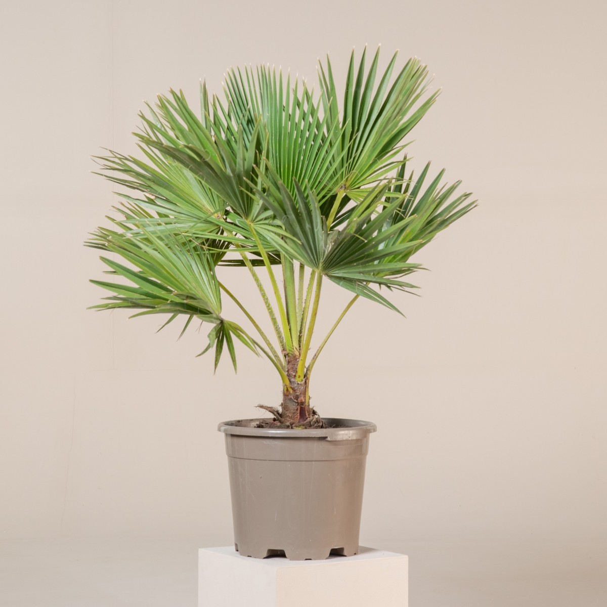 Brahea edulis
