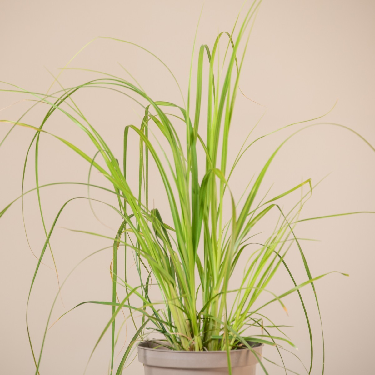 Cortaderia selloana