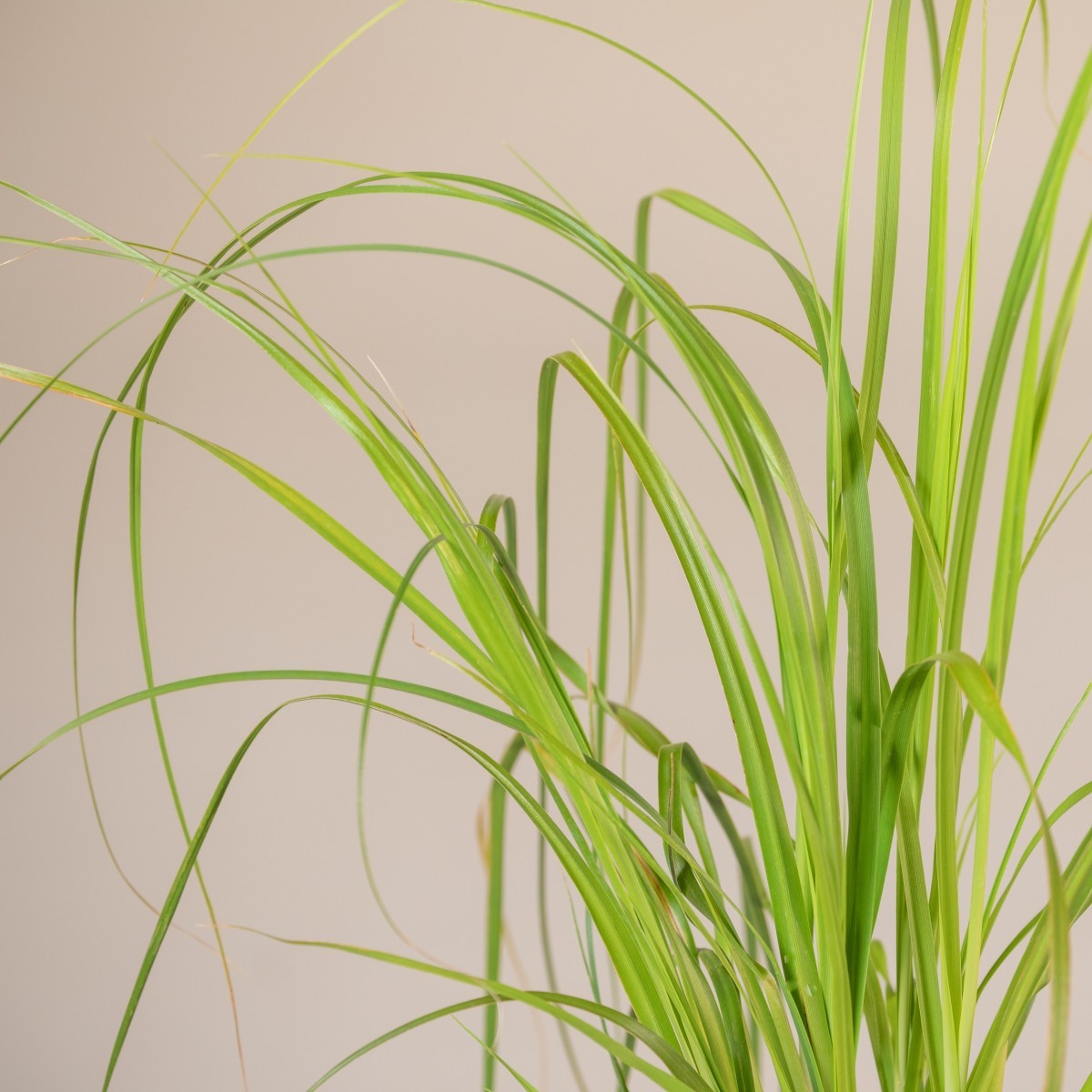 Cortaderia selloana