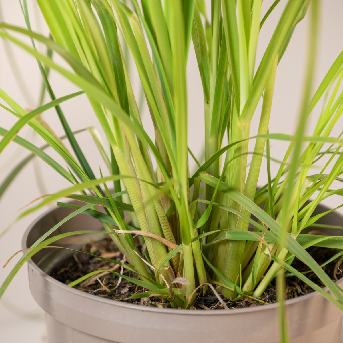 Cortaderia selloana