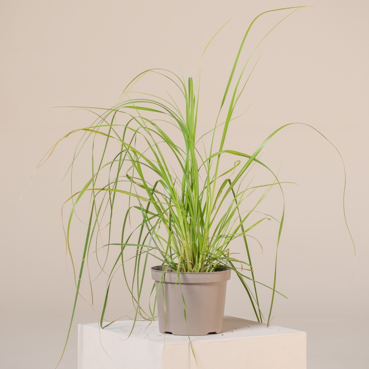 Cortaderia selloana