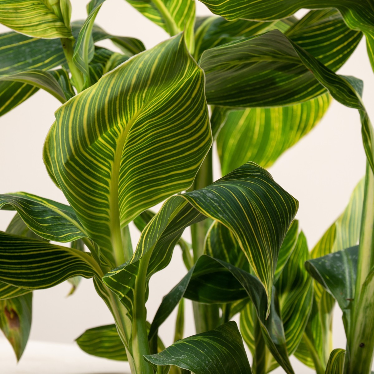 Canna 'Tropicanna Gold'