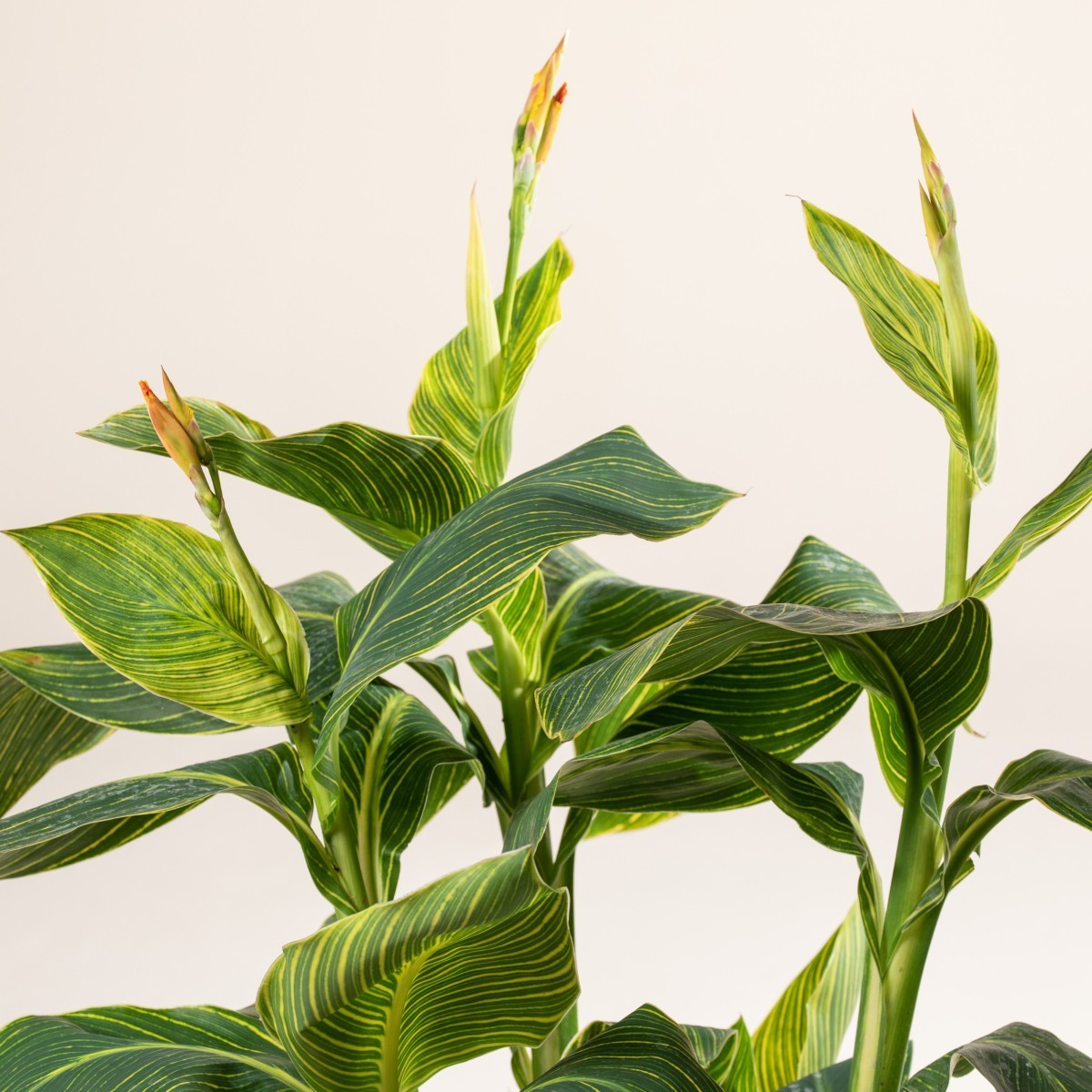 Canna 'Tropicanna Gold'