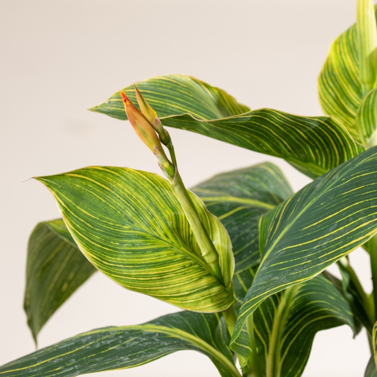 Canna 'Tropicanna Gold'
