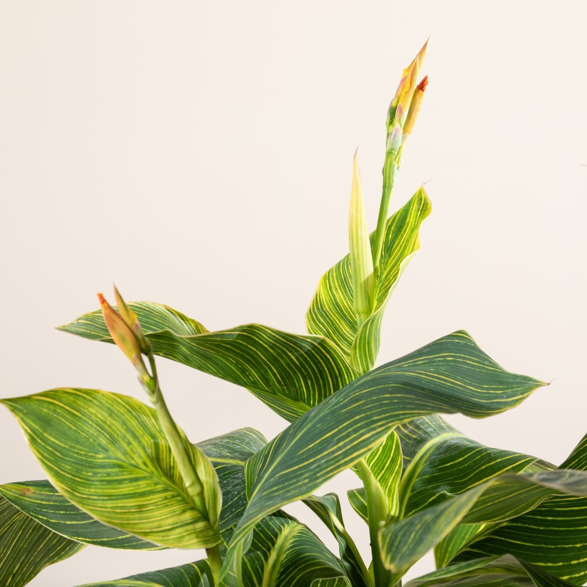 Canna 'Tropicanna Gold'