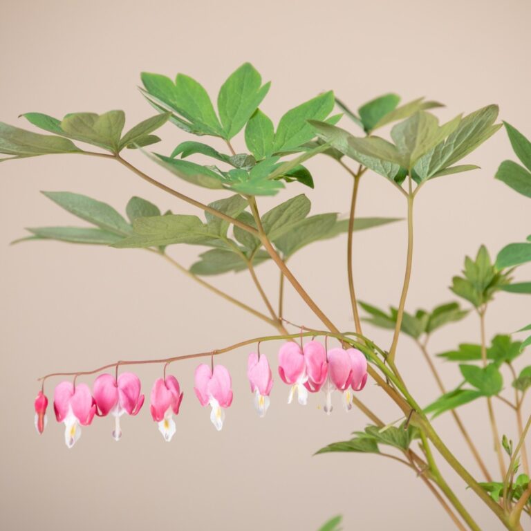 Dicentra spectabilis
