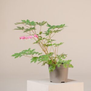 Dicentra spectabilis