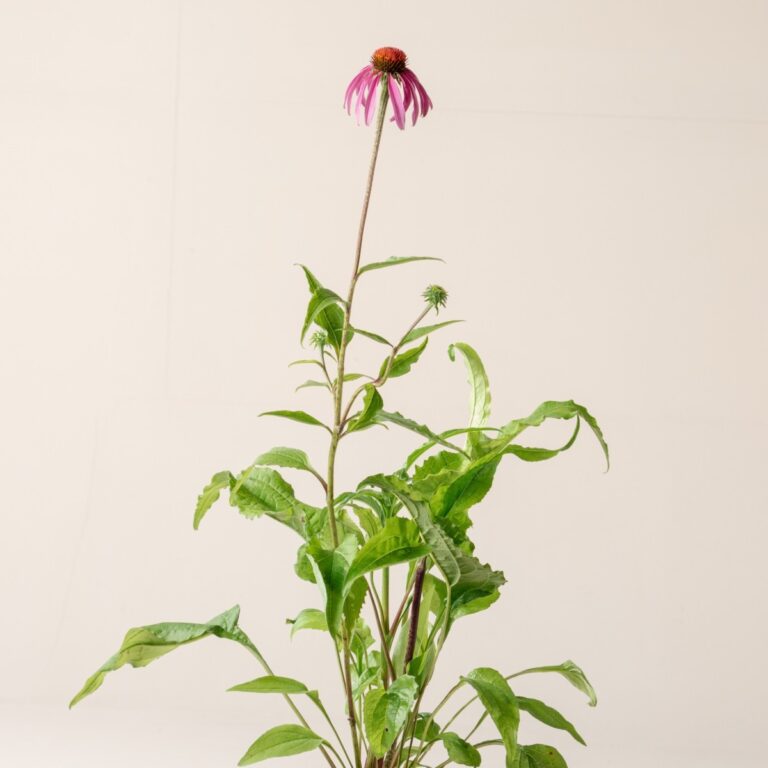 Echinacea purpurea