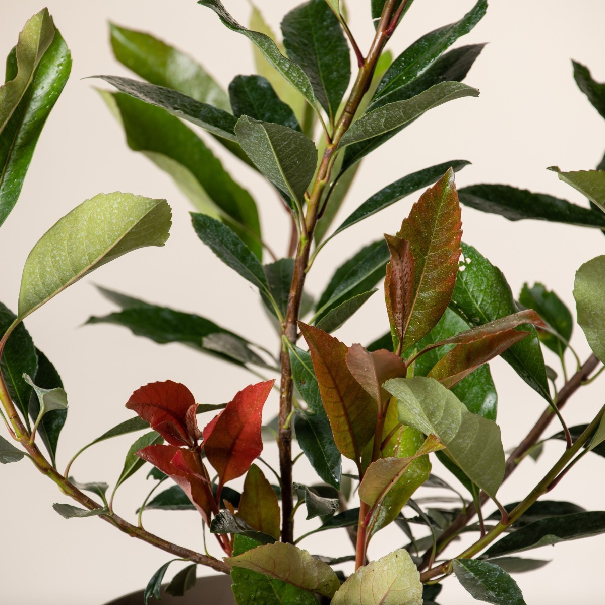 Eriobotrya japonica 'Coppertone'