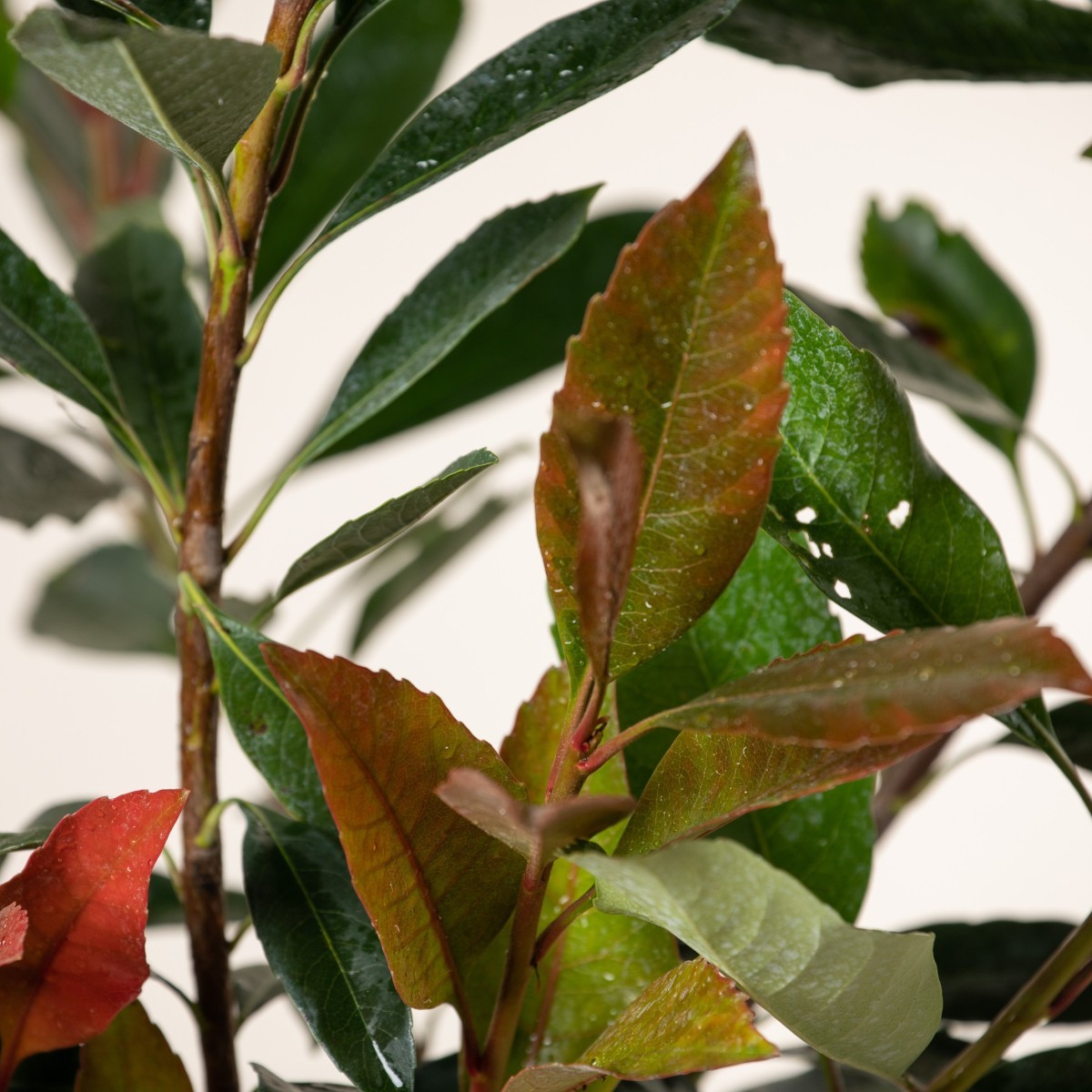 Eriobotrya japonica 'Coppertone'