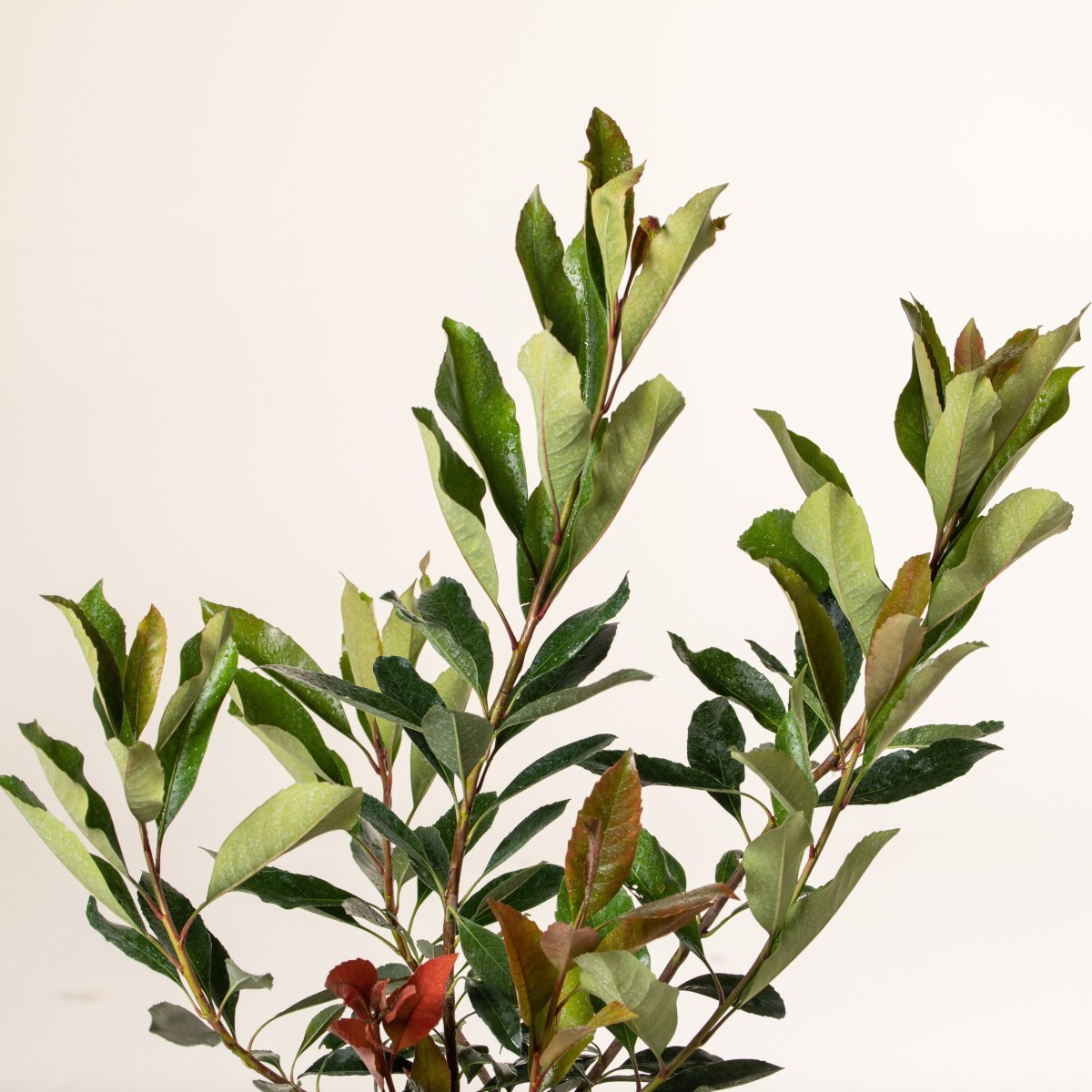Eriobotrya japonica 'Coppertone'