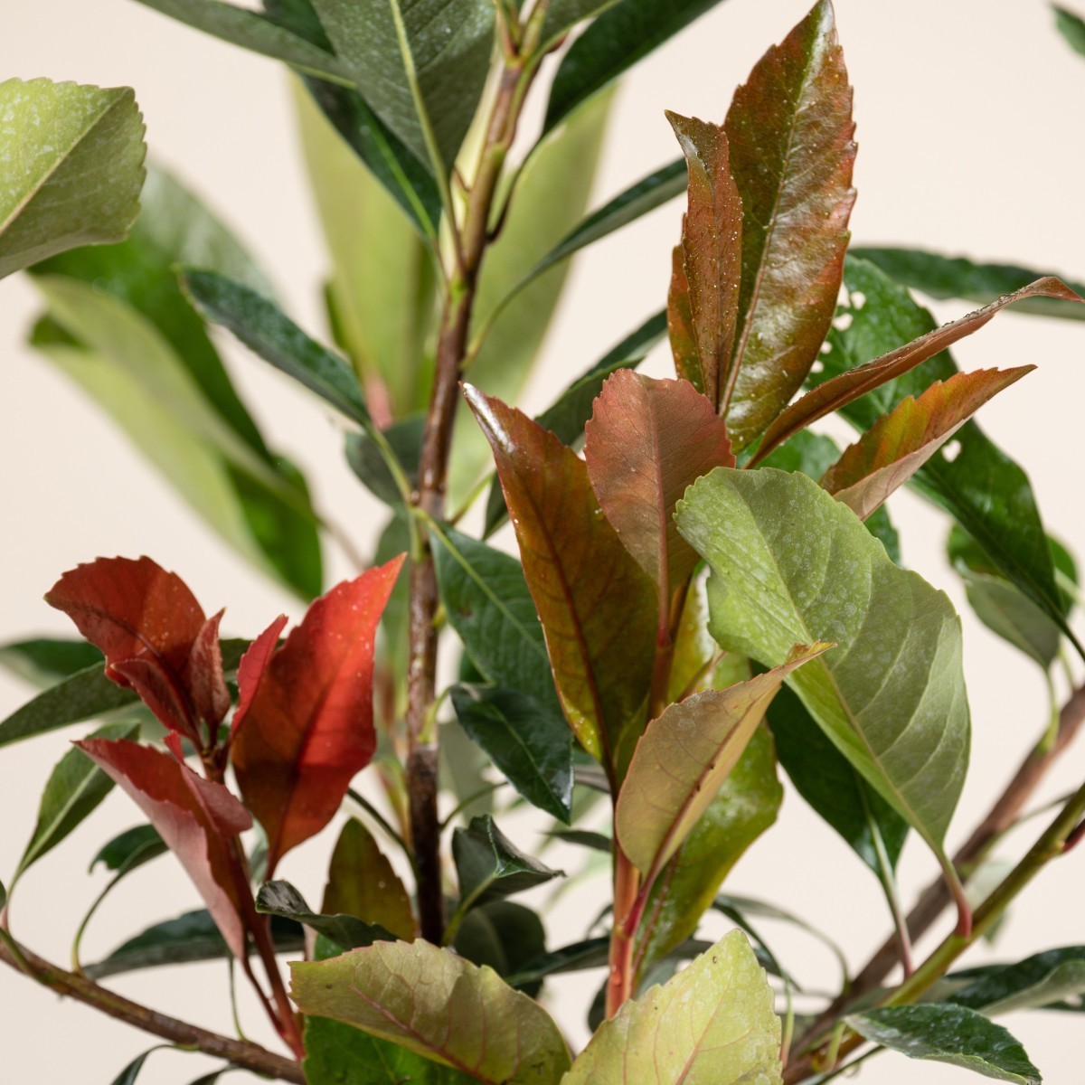 Eriobotrya japonica 'Coppertone'