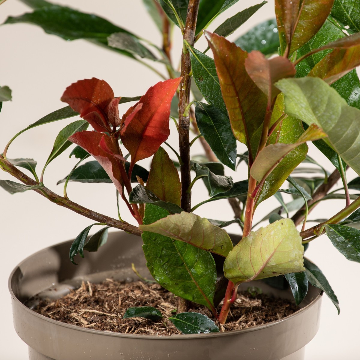 Eriobotrya japonica 'Coppertone'