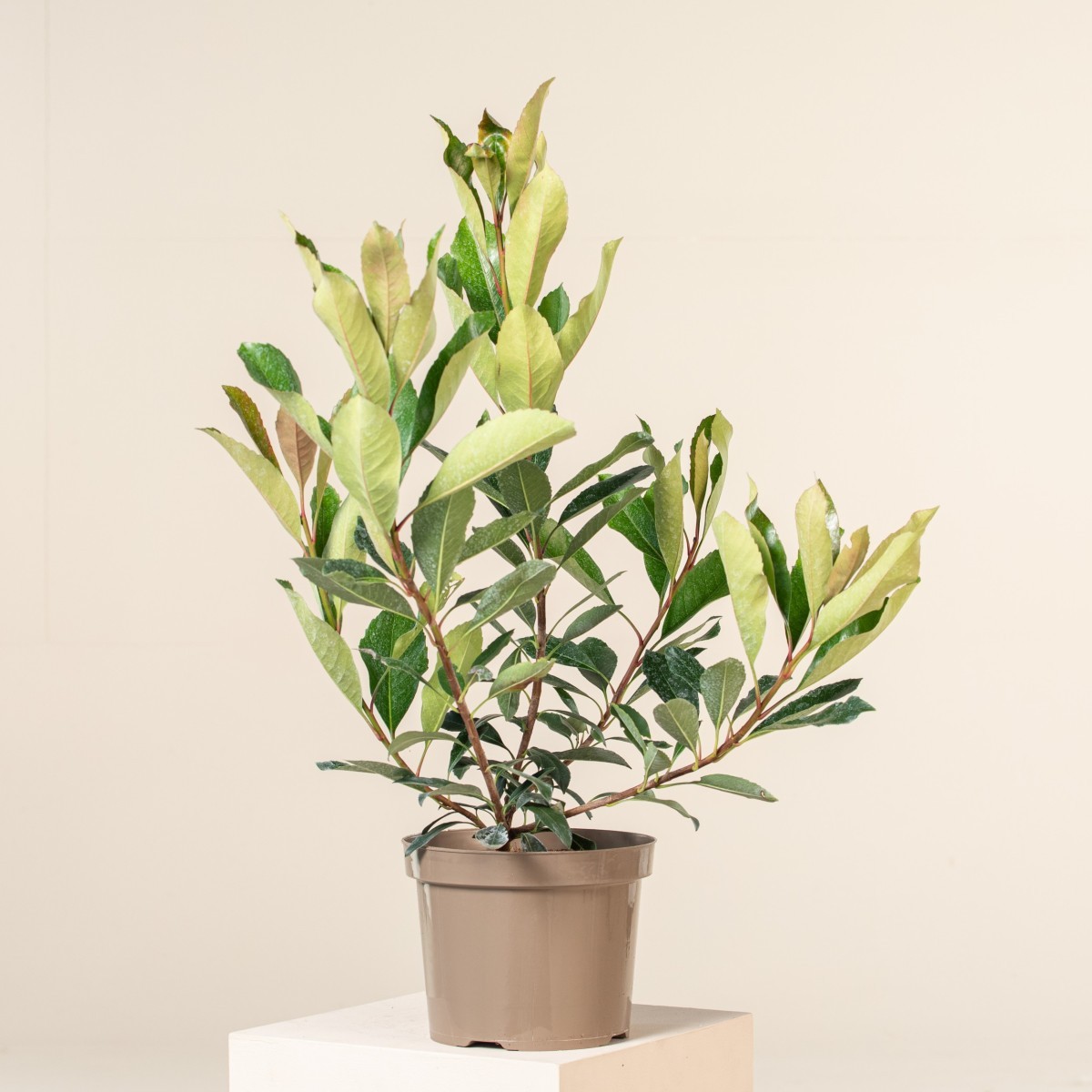 Eriobotrya japonica 'Coppertone'