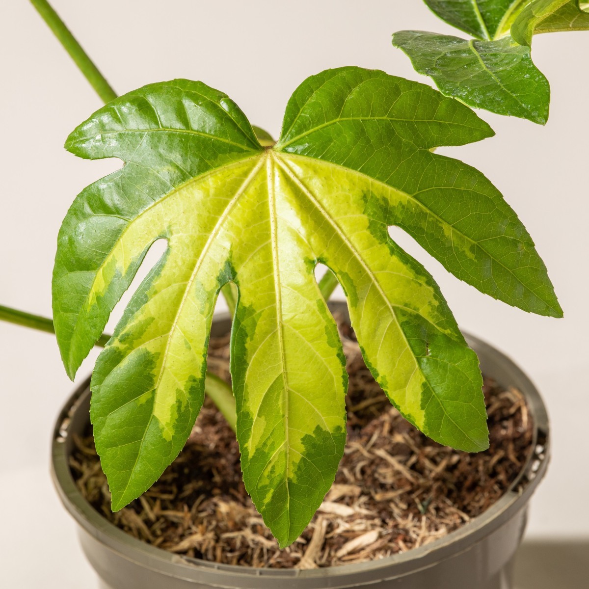 Fatsia japonica 'Camouflage'
