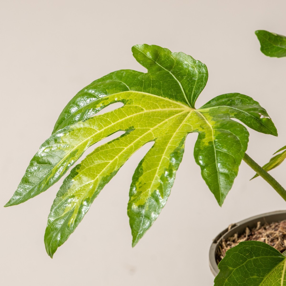Fatsia japonica 'Camouflage'
