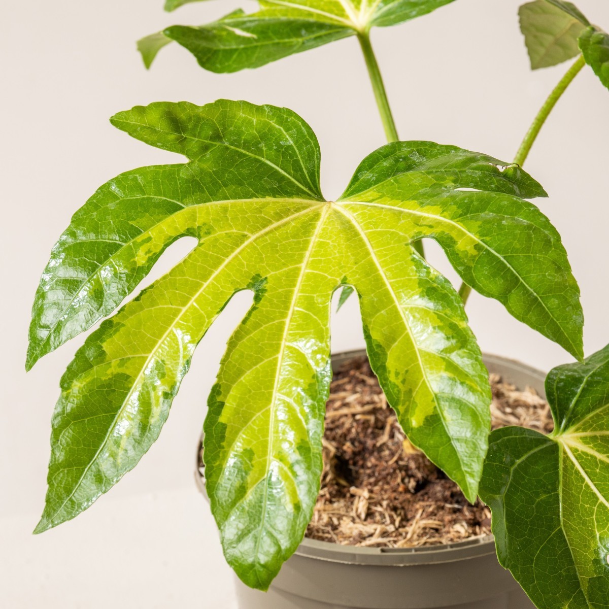 Fatsia japonica 'Camouflage'