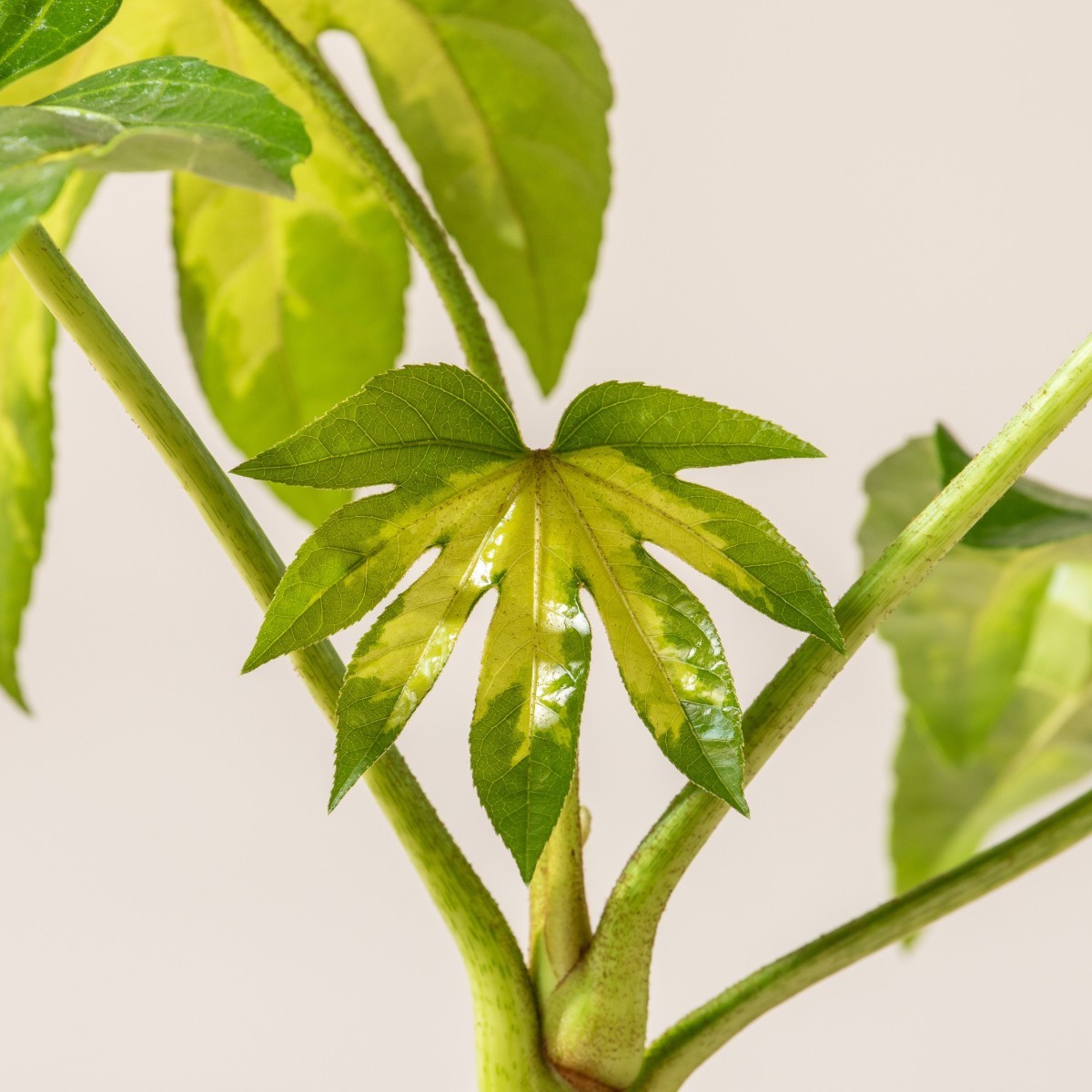 Fatsia japonica 'Camouflage'