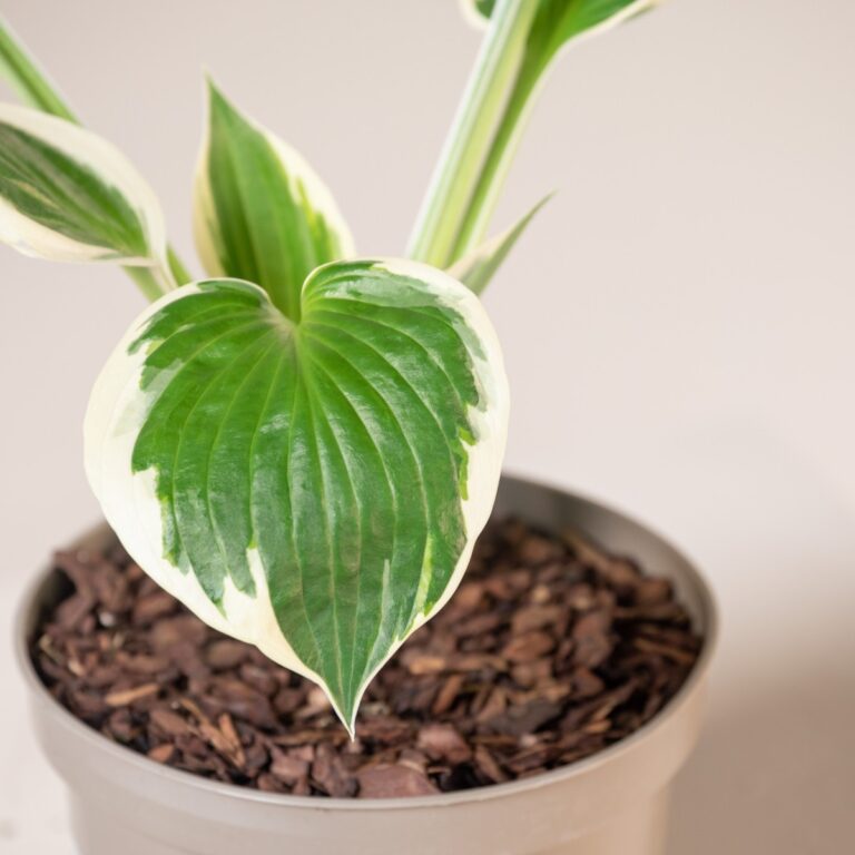 Planting Hostas