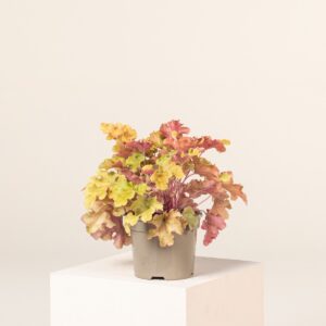 Heuchera 'Marmalade'