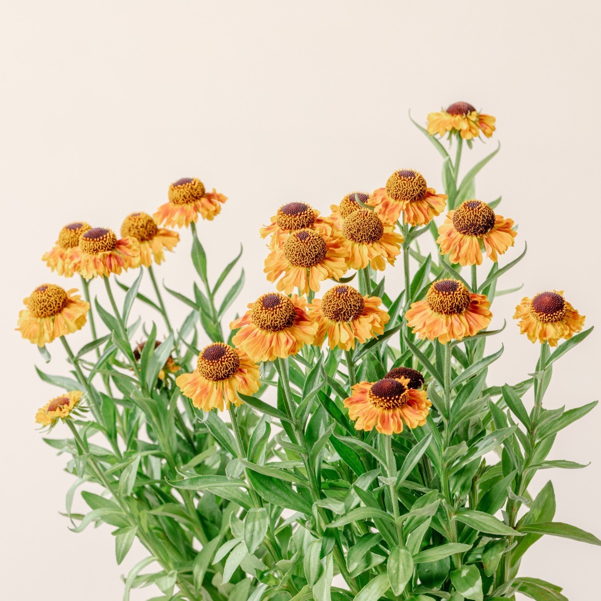 Helenium autumnale