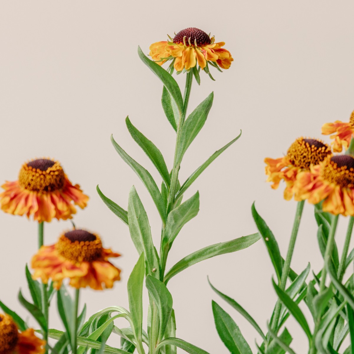 Helenium autumnale