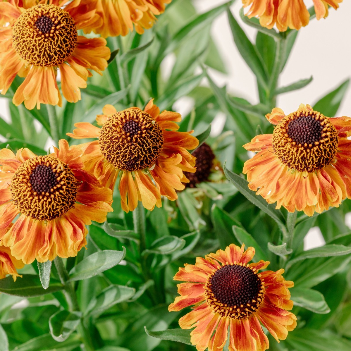 Helenium autumnale